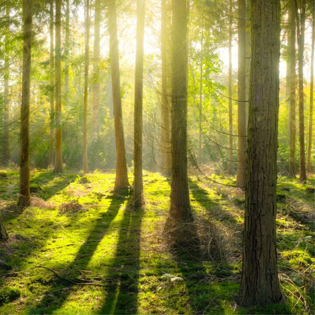forest